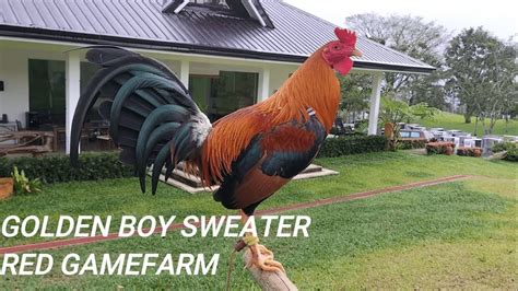 Rambler Farm is a small back yard type operation, consisting of 4 separate locations and just as many partners Rambler Farm was founded in 1942. . Golden boy sweater gamefowl history